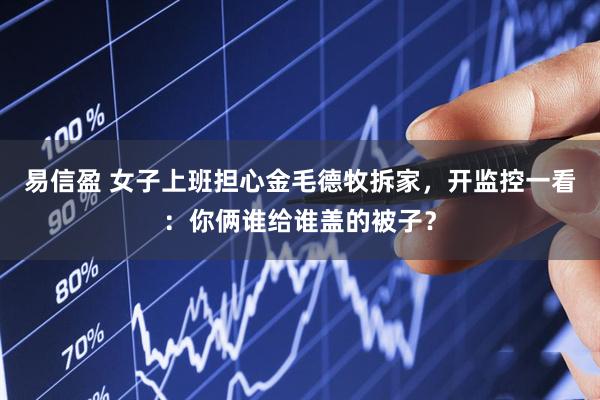 易信盈 女子上班担心金毛德牧拆家，开监控一看：你俩谁给谁盖的被子？