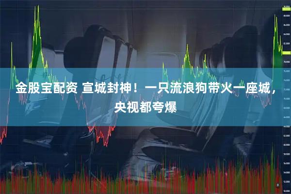 金股宝配资 宣城封神！一只流浪狗带火一座城，央视都夸爆